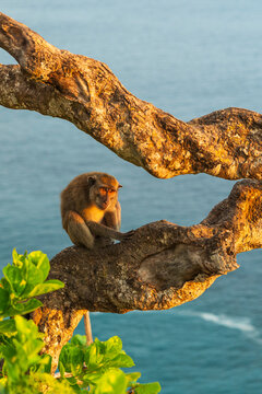 Macaque sitting on a twisted tree branch above the sea, Nusa Penida, Bali