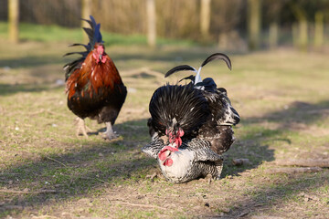 A black rooster mounts a barred hen while a red rooster watches in the background on a sunny farmyard. © erwin