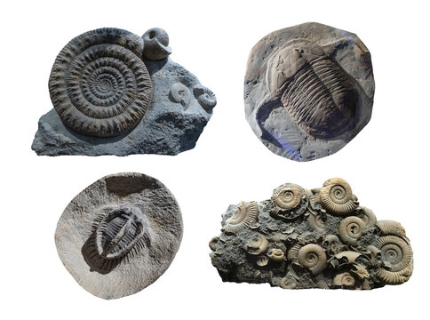  Colecci&oacute;n de f&oacute;siles antiguos en piedra transparente. F&oacute;siles prehist&oacute;ricos incrustados en rocas y piedras aisladas sobre un fondo transparente.