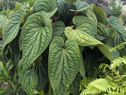 Heart shaped and bullate leaves of anthurium radicans