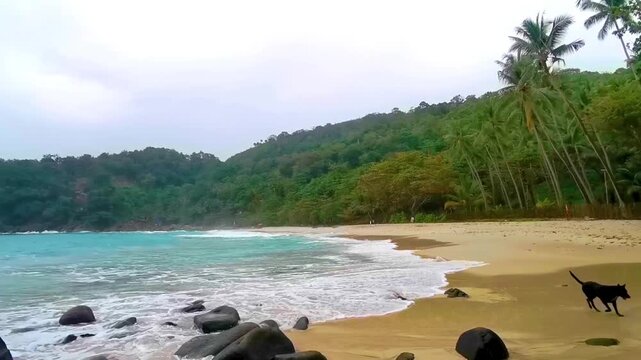 Stray dog at rainy tropical Freedom Beach Karon Phuket Thailand.