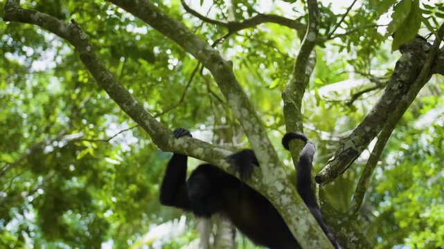 Wildlife perspective reveals primate navigating dense jungle foliage and branches during daylight.