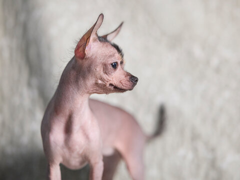 Cute small hairless dog looking to the side against a soft, light background. Profile studio portrait of a unique Mexican hairless or Chihuahua mix pet.