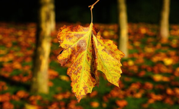 in the last of the daylight,the autumn colors glow.