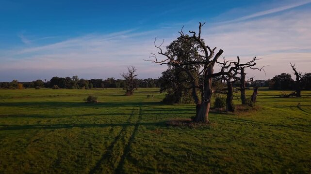 Cinematic drone shot of three ancient leafless oak trees in Rogalin Poland in nature