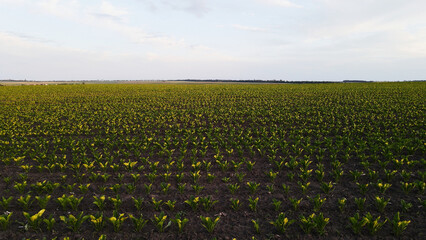 Fototapeta premium Lush green seedlings growing in a vast farm field under a wide open sky, representing agricultural abundance
