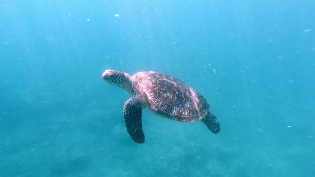 Handheld tracking shot to a carefree green sea turtle (chelonia mydas) leisurely swimming in blue glittering open water rich in planktons and bathed in dancing sunlight. Dauin, Philippines
