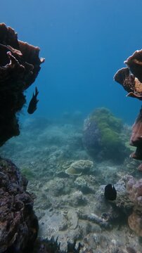 Diving pov swimming thru a narrow passage between towering Turbinaria mesenterina to reveal an opening to a bustling reef teeming with glittering planktons and fish hatchlings. Dauin, Philippines