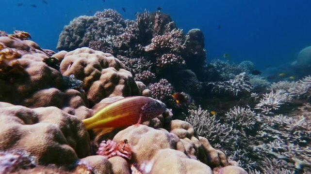Handheld dolly forward to a freckled hawkfish (Paracirrhites forsteri) resting on a lobed star coral (Orbicella franksi) with the bustling reef visible in the background. Dauin, Philippines