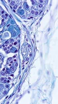 Histology microscope image of stained tissue cells with purple nuclei and blue connective fibers showing detailed cellular structure for medical research