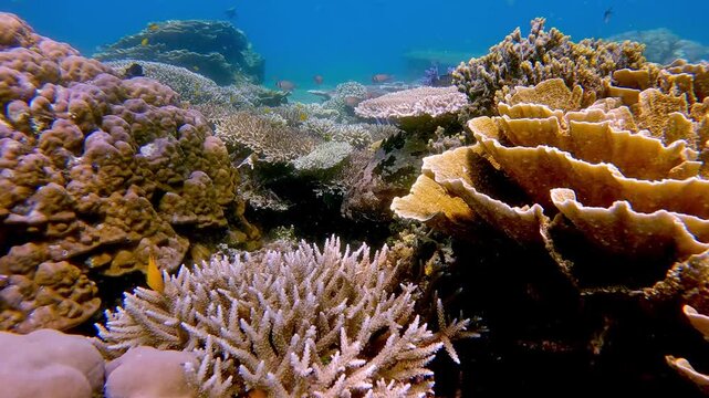 Magical underwater scene dolly forward among colorful and diverse multilayers of corals to reveal a leopard grouper (Plectropomus leopardus) that quickly dart away under a turbinaria reniformis
