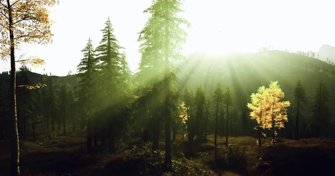 Sunlit pines create tranquil forest retreat, dappled light and mossy understory convey healing atmosphere perfect for spa, wellness and outdoor lifestyle