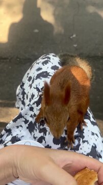 Curious wild squirrel climbs onto a person&rsquo;s leg to reach food.