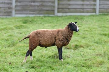 A Zwartbles sheep stands on a lush green pasture against a wooden fence backdrop, showcasing its distinct brown wool, black head, and white facial marking. © erwin