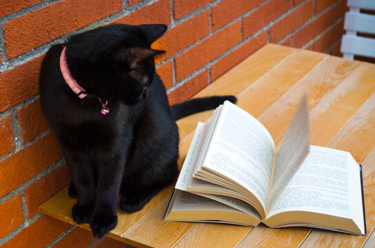 Gatto legge libro