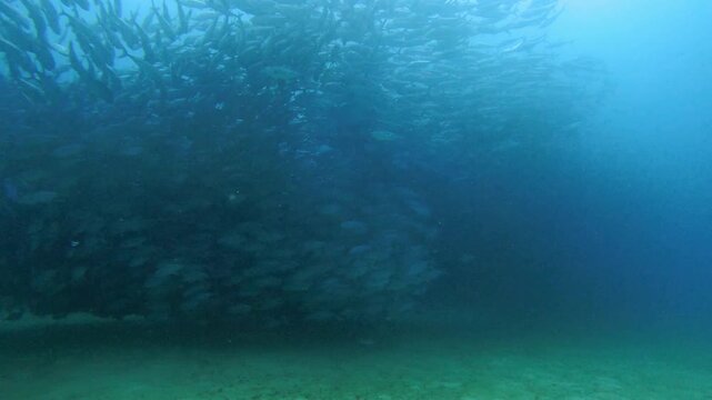 Cinematic underwater view of a huge school of bigeye trevally jack fish swimming together forming a dense dark tornado in Cabo Pulmo National Park, Baja California Sur, Mexico.