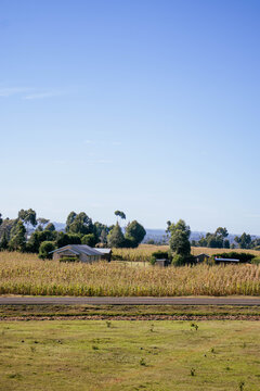 Rural Homestead Surrounded by Maize Plantation in Kenya