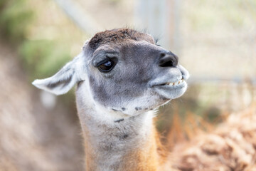 Fototapeta premium Close-up portrait of an adorable llama with expressive facial features and soft natural lighting against a serene background.