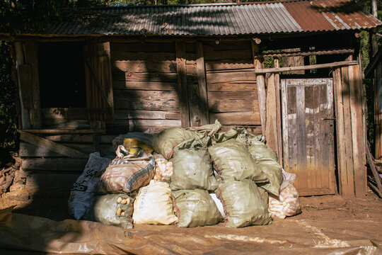 Sacks of Harvested Dry Maize Awaiting Shelling in Rural Kenya