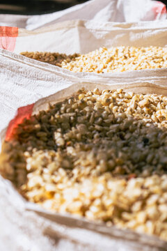 Sacks of Shelled Maize Grain Ready for Storage in Rural Kenya