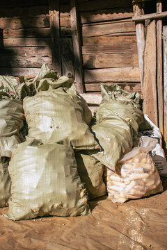 Sacks of Harvested Dry Maize Awaiting Shelling in Rural Kenya
