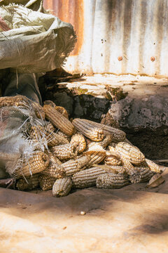 Sacks of Harvested Dry Maize Awaiting Shelling in Rural Kenya