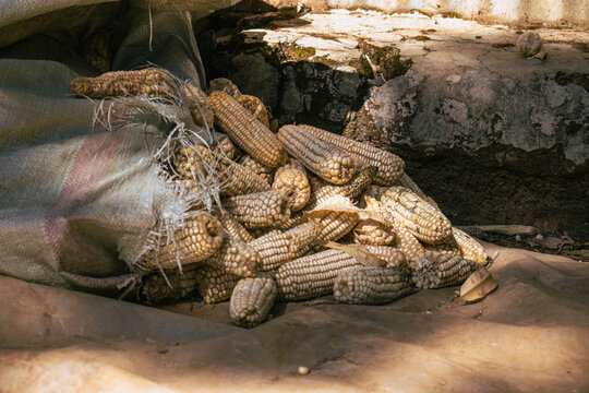 Sacks of Harvested Dry Maize Awaiting Shelling in Rural Kenya