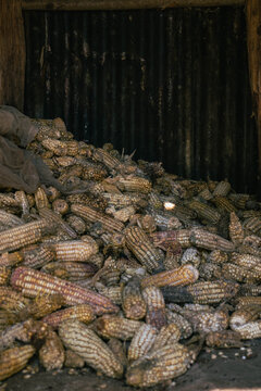 Sacks of Harvested Dry Maize Awaiting Shelling in Rural Kenya