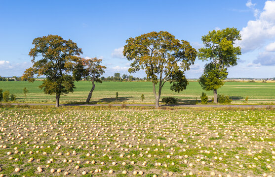 Aerial view of a pumpkin farm with rows of harvested pumpkins scattered across the field, bordered by tall trees and green agricultural land in Tczew, Pomeranian Voivodeshi, Poland.