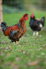 A handsome red and brown rooster stands proudly on a grassy lawn with a blurred black hen in the background. Perfect for farm, poultry, and rural life concepts. © erwin