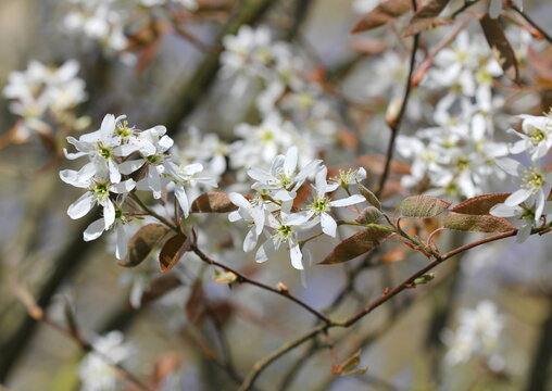 A close up of the white flowers of Amelanchier Lamarkii, Snowy Mespilus.