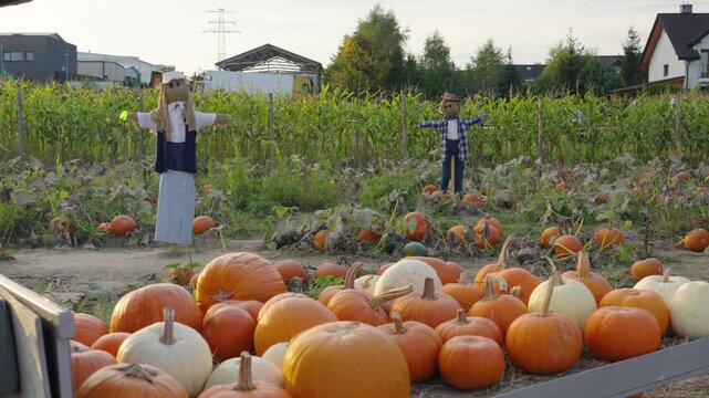 Scarecrows guarding a rural pumpkin patch farm before halloween