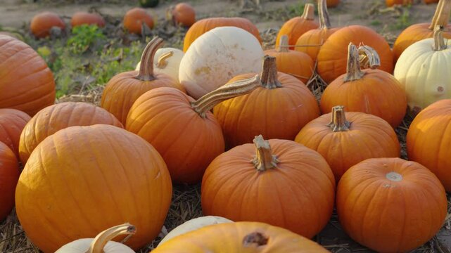 Orange and white pumpkins ready for harvest at a pumpkin patch