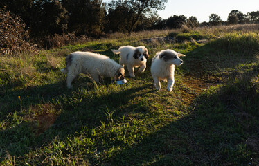 Fototapeta premium Three cute puppies playing and eating in golden hour field