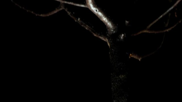 A dead tree hangs upside down at night with its massive roots and leafless branches exposed in the darkness. The grotesque shape creates a creepy Halloween-inspired horror atmosphere.