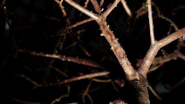 An uprooted leafless tree hangs against a completely dark night sky, revealing its long bare branches and twisted roots. The unsettling silhouette creates a supernatural and terrifying mood.