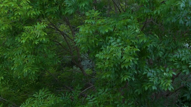 Ash branches and leaves moved by the wind. Cantabria, Spain. Europe