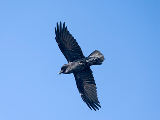 Fototapeta premium Raven, Corvus corax