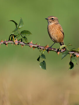 Stonechat, Saxicola rubicola