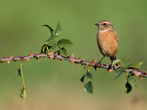 Stonechat, Saxicola rubicola