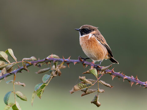 Stonechat, Saxicola rubicola