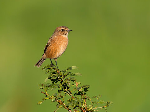 Stonechat, Saxicola rubicola