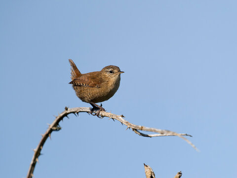 Wren, Troglodytes troglodytes