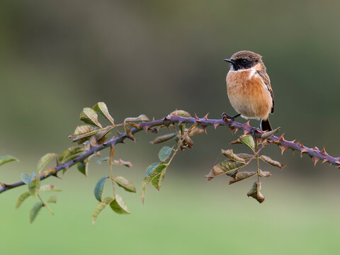 Stonechat, Saxicola rubicola