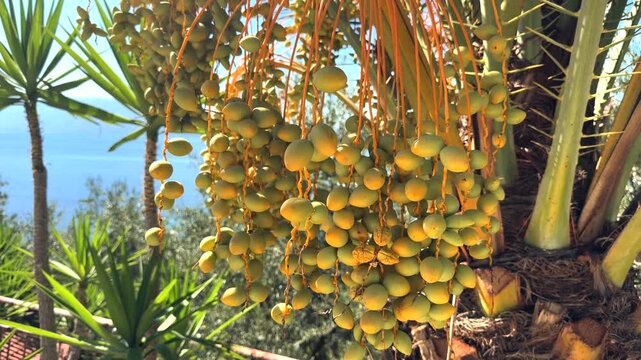 Bunch Of Unripe Green Dates Growing On Palm Tree Branch Against Blue Sky And Sea