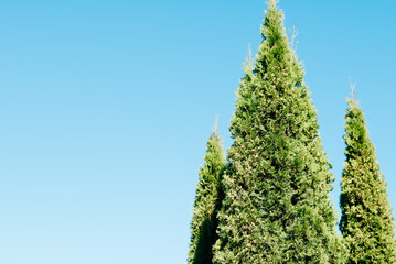 Three tall evergreen trees stand prominently against a clear blue sky. The trees display dense green foliage and are positioned outdoors, under bright daylight © Sergio