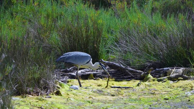 Grey heron (Ardea cinerea) fishing for an eel in the Santo&ntilde;a, Victoria, Noja and Joyel Marshes Natural Park. Santo&ntilde;a. Cantabria. Spain. Europe
