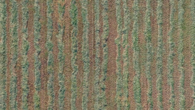 Aerial view of rows of mown hay arranged in parallel lines across a large agricultural field in Eaton, Colorado, United States.