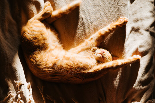 A fluffy orange cat is lying on a soft blanket with its body stretched out under warm light. The cat appears relaxed with its paws extended and eyes closed
