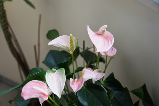 A beautiful potted anthurium plant displays multiple delicate pink spathes and spadices.